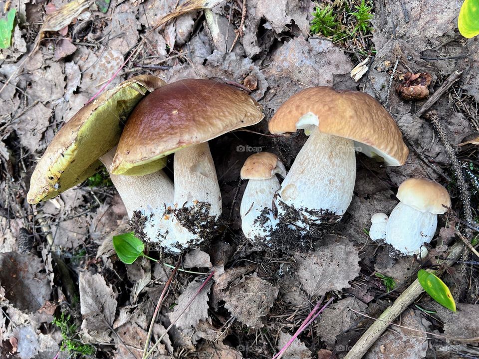 Funny pairs of different size boletus edulis cep fungi fungus mushrooms