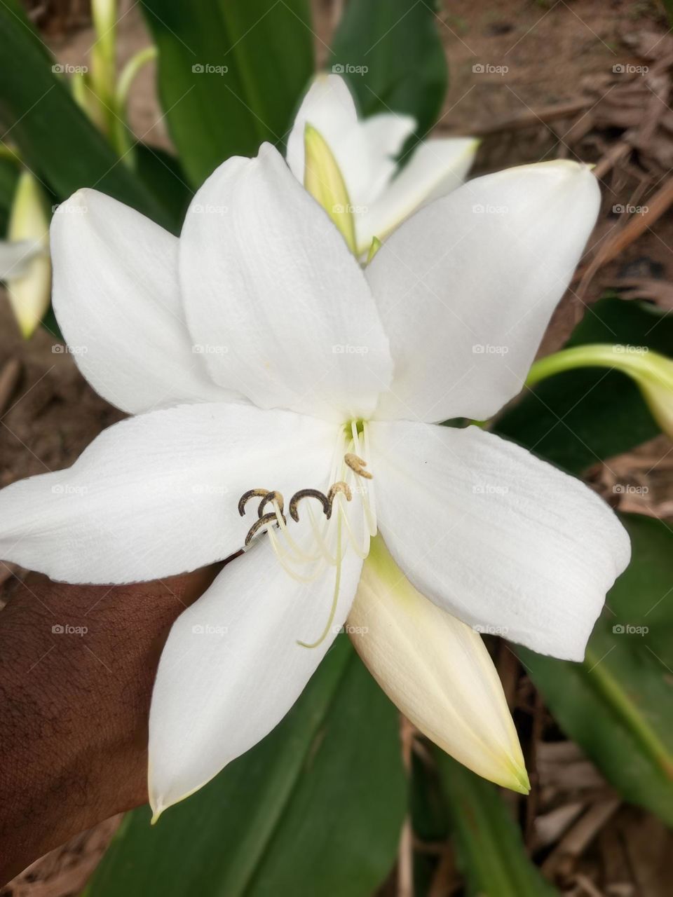 Golden decorated flower