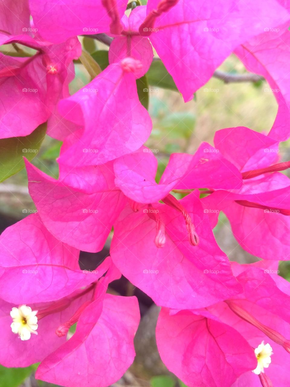 Purple flowers on the garden