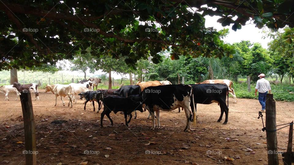 Essas vaquinhas me encantam🐮