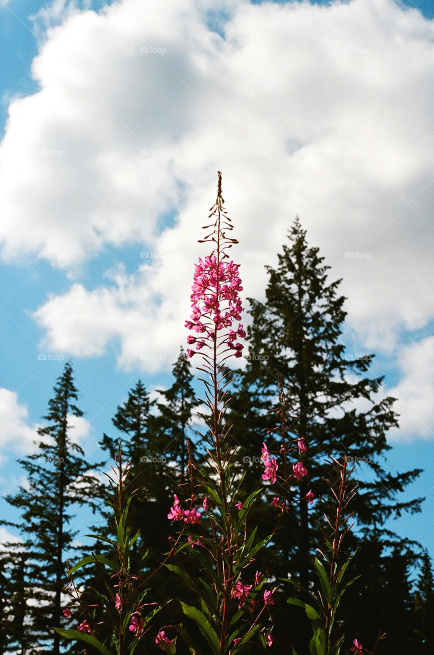 The bright pink flowers with the blue cloudy sky behind it taken with color film