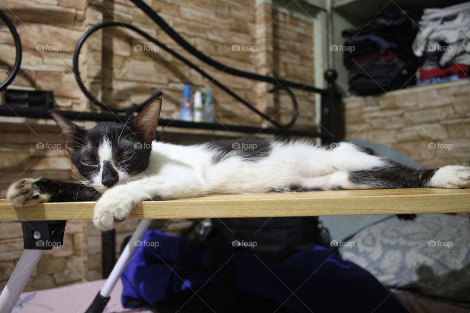 resting cat on top of a table on top of the bed.