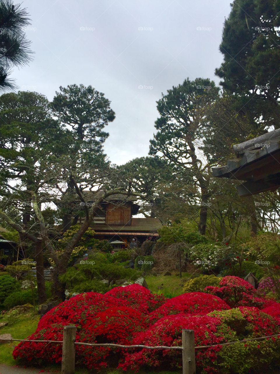 A must see Japanese Gardens in San Francisco
