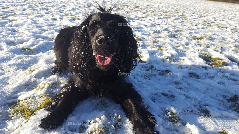 Happy dog in Snow