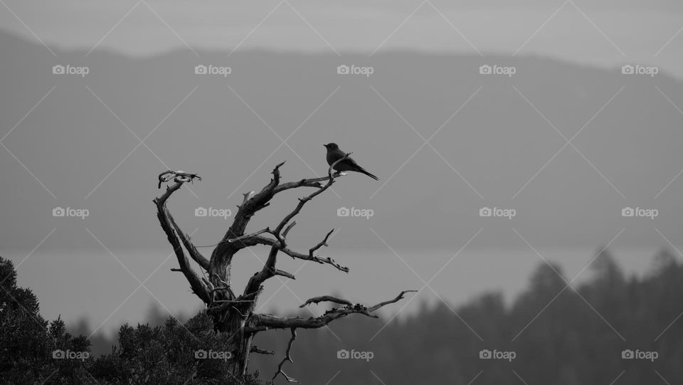 Shrinking habitats, bird perched on a dead tree.