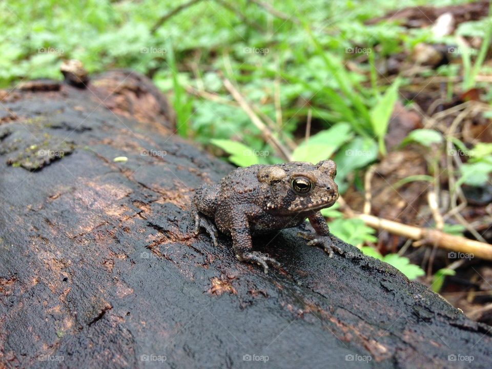 Toad on matching log / camouflage . Toad on matching log / camouflage 