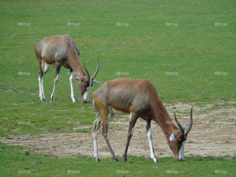 Blesbok antelope, South African, feeding on the grass