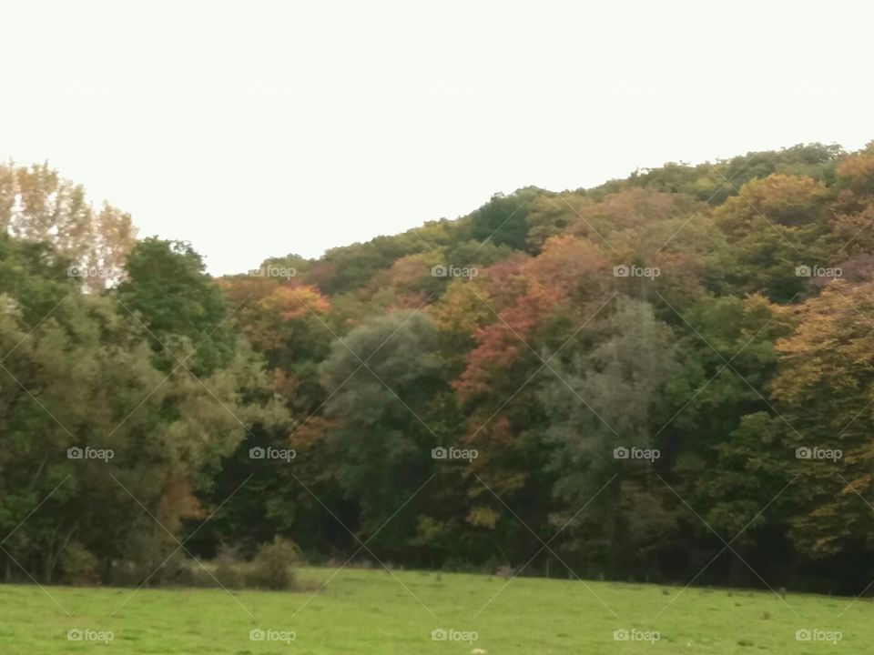 forest in fall