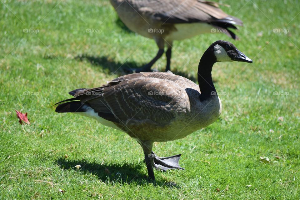 Goose