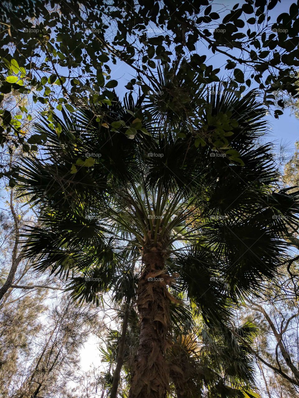 tree canopy