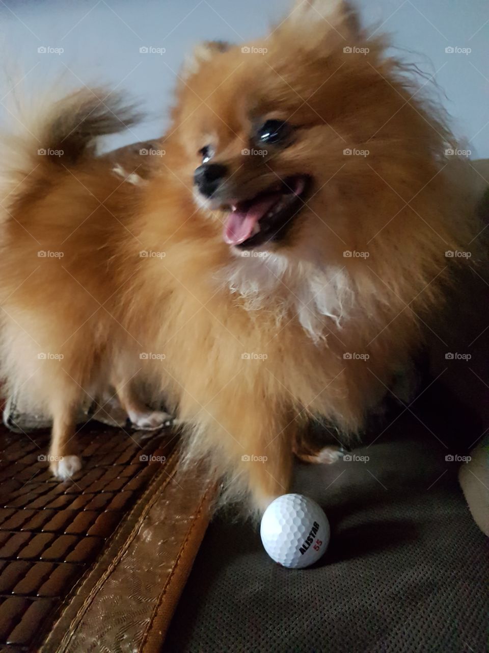 Pomerian playing golf ball