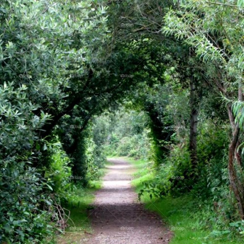 View of footpath passing through forest