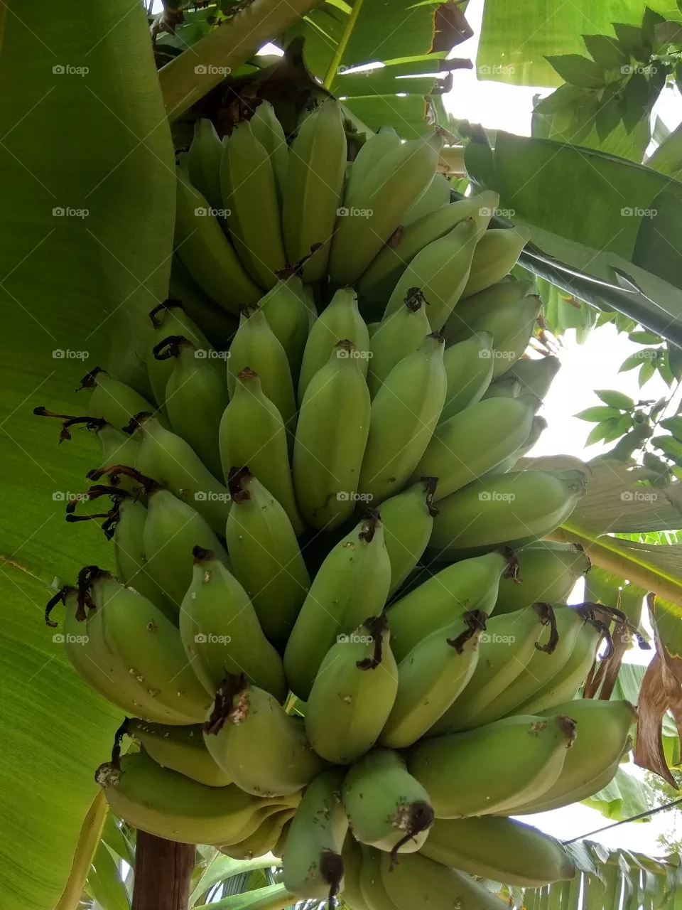 fruit