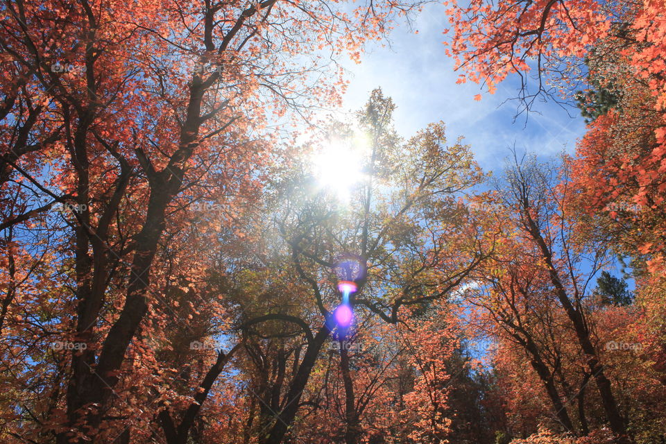 Low angle view of autumn trees