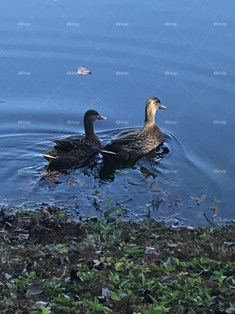 Lovers on the lake
