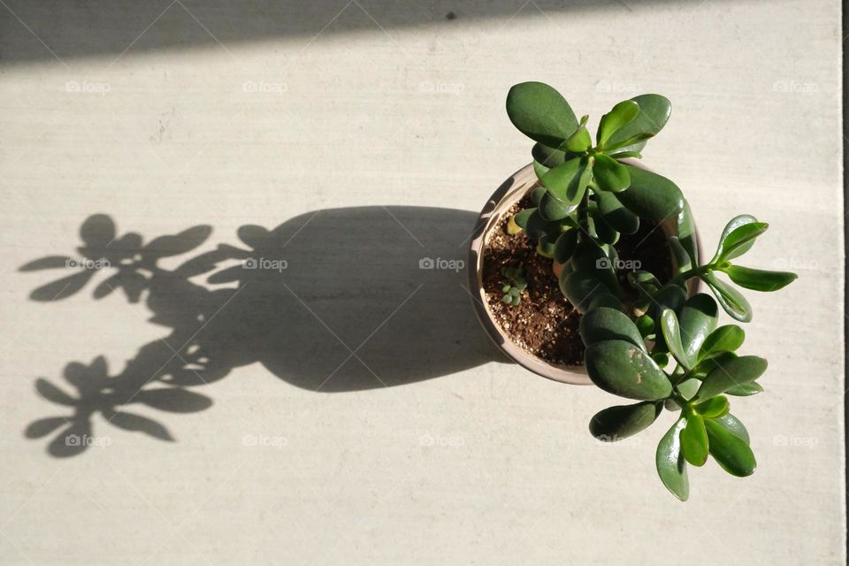 Shadow of a succulent in a pot.