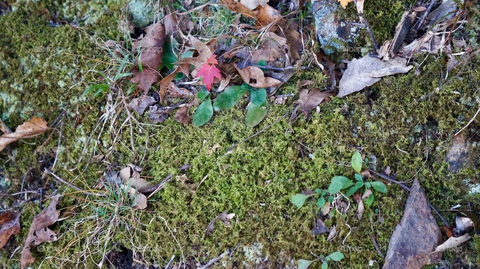Mossy