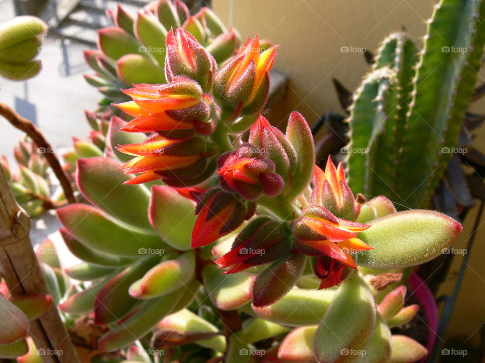 a closeup pic of a colorful pachyphytum plant in bloom in a garden