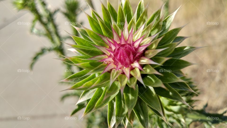 A beautiful weed flower in the day of the desert - pointed like a star