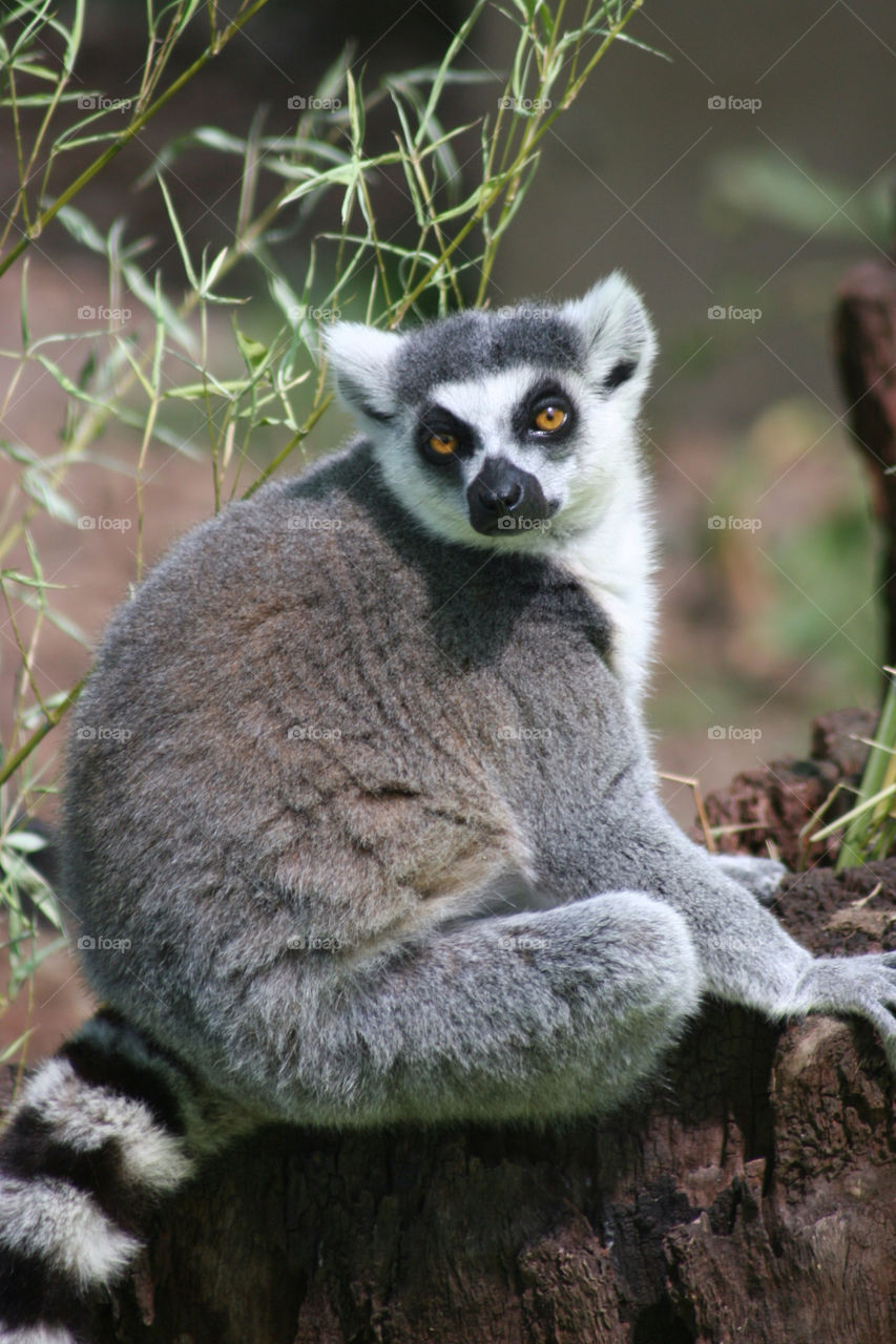 white black mammals eyes by kshapley