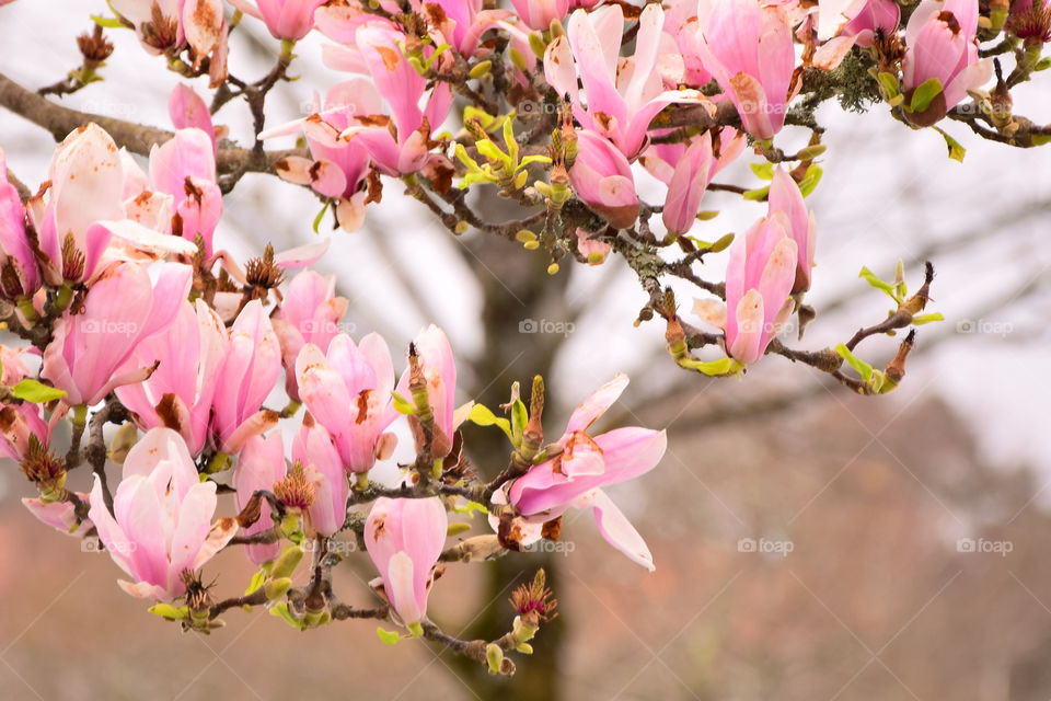 Pink mangolia flowers on branch