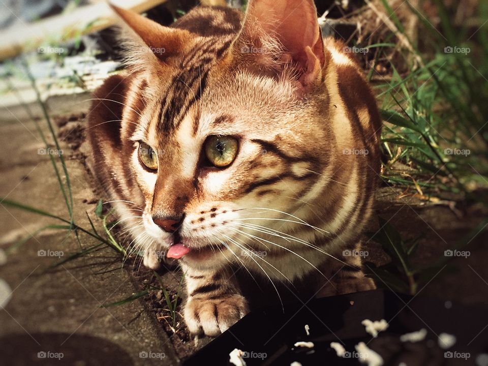Bengal cat with sticking out tongue