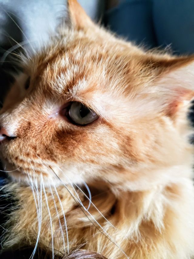 cat