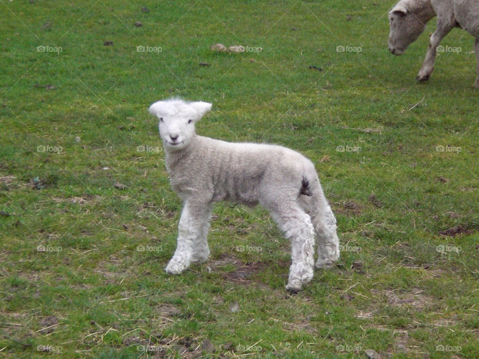 Mammal, Sheep, Grass, Baby Sheep, Farm