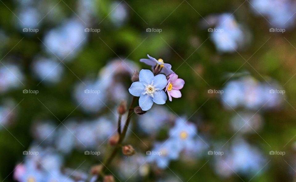 blue forget-me