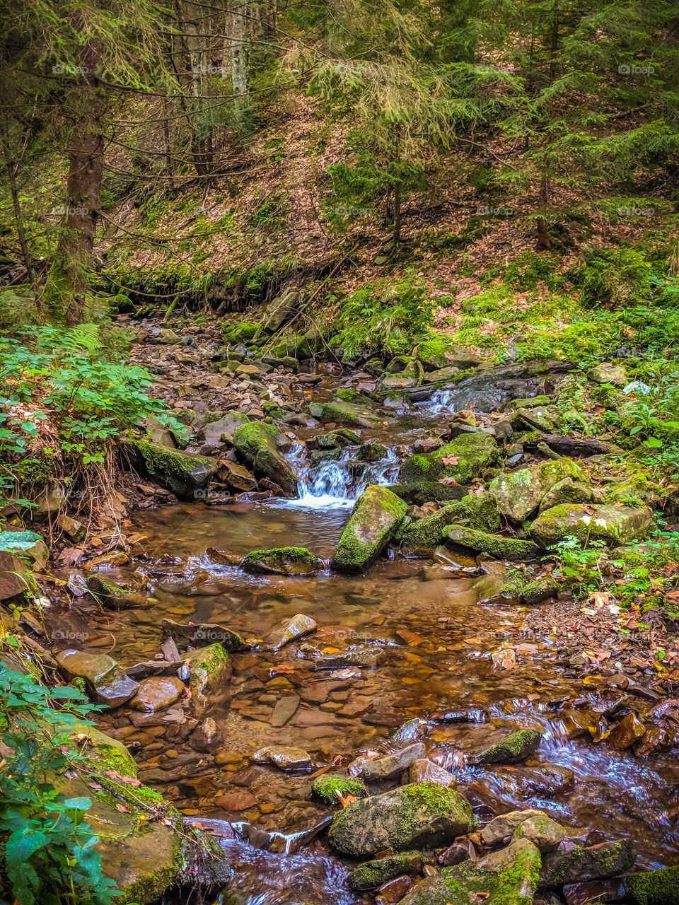 small creek in the mountains forest