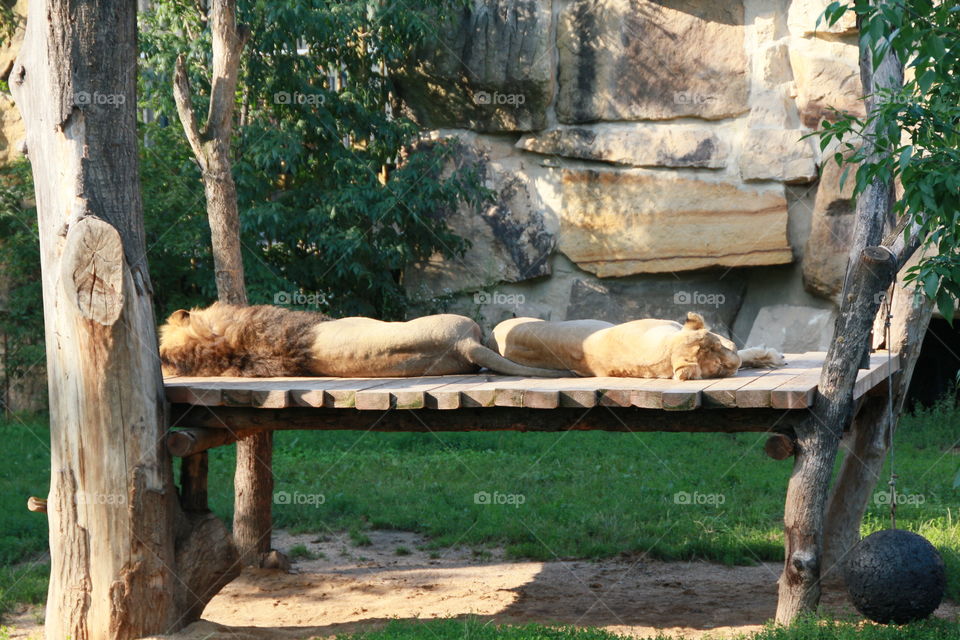 the lions are sleeping