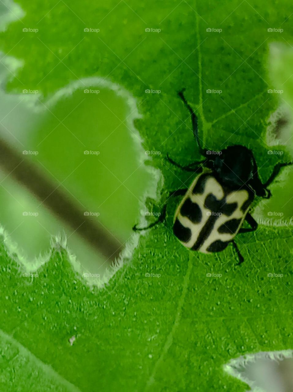 colorful beetle / escarabajo colorido