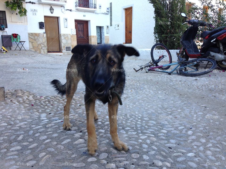 Dog, Street, People, No Person, Road