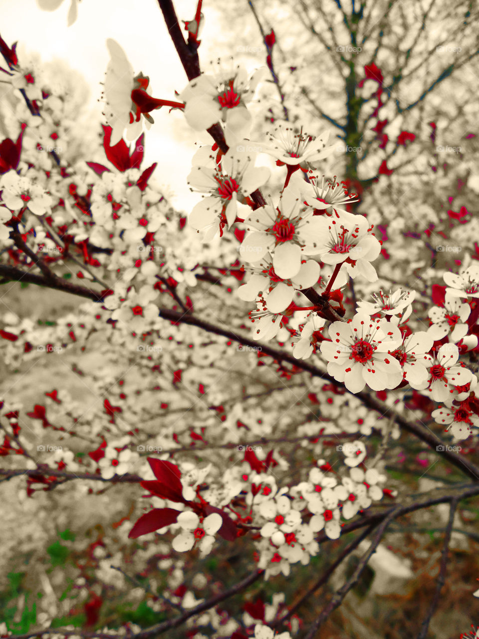 The Cherry Blossom - Artistic