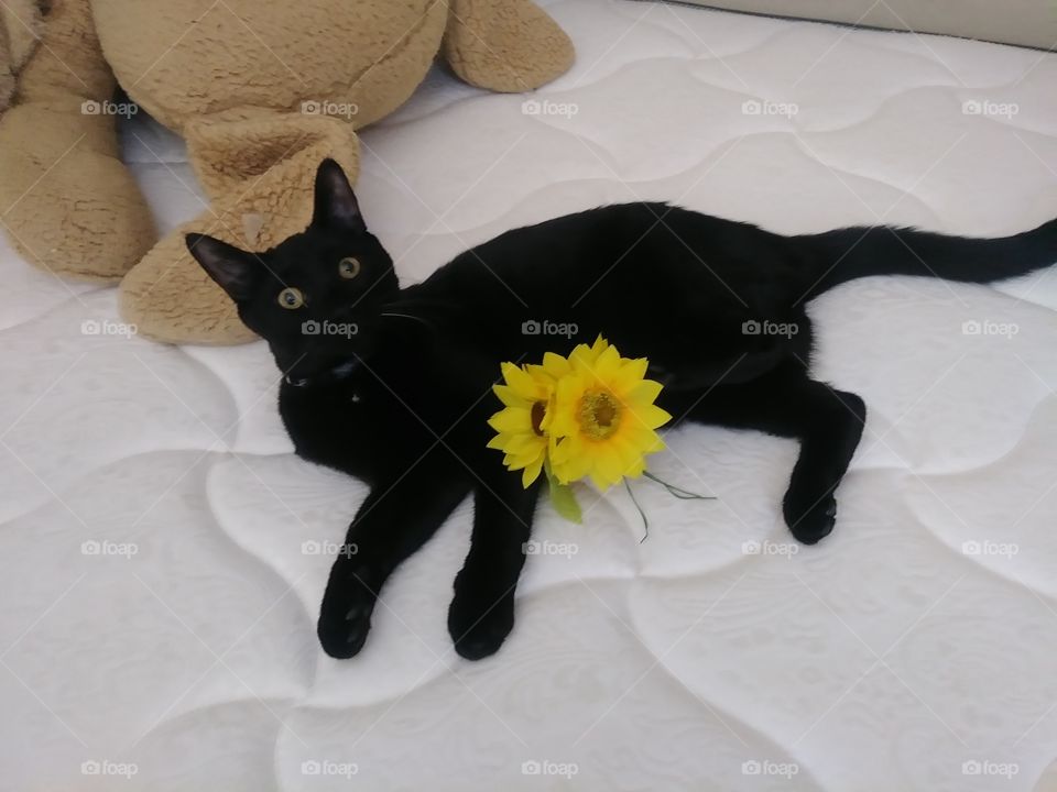 My black Bombay Cat .