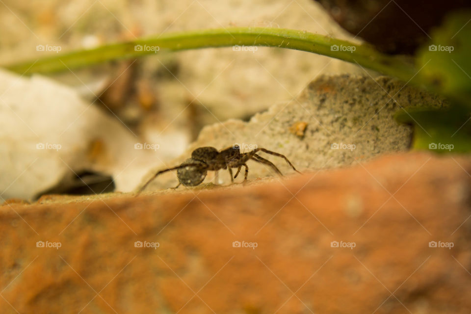 arachnid hunting at morning