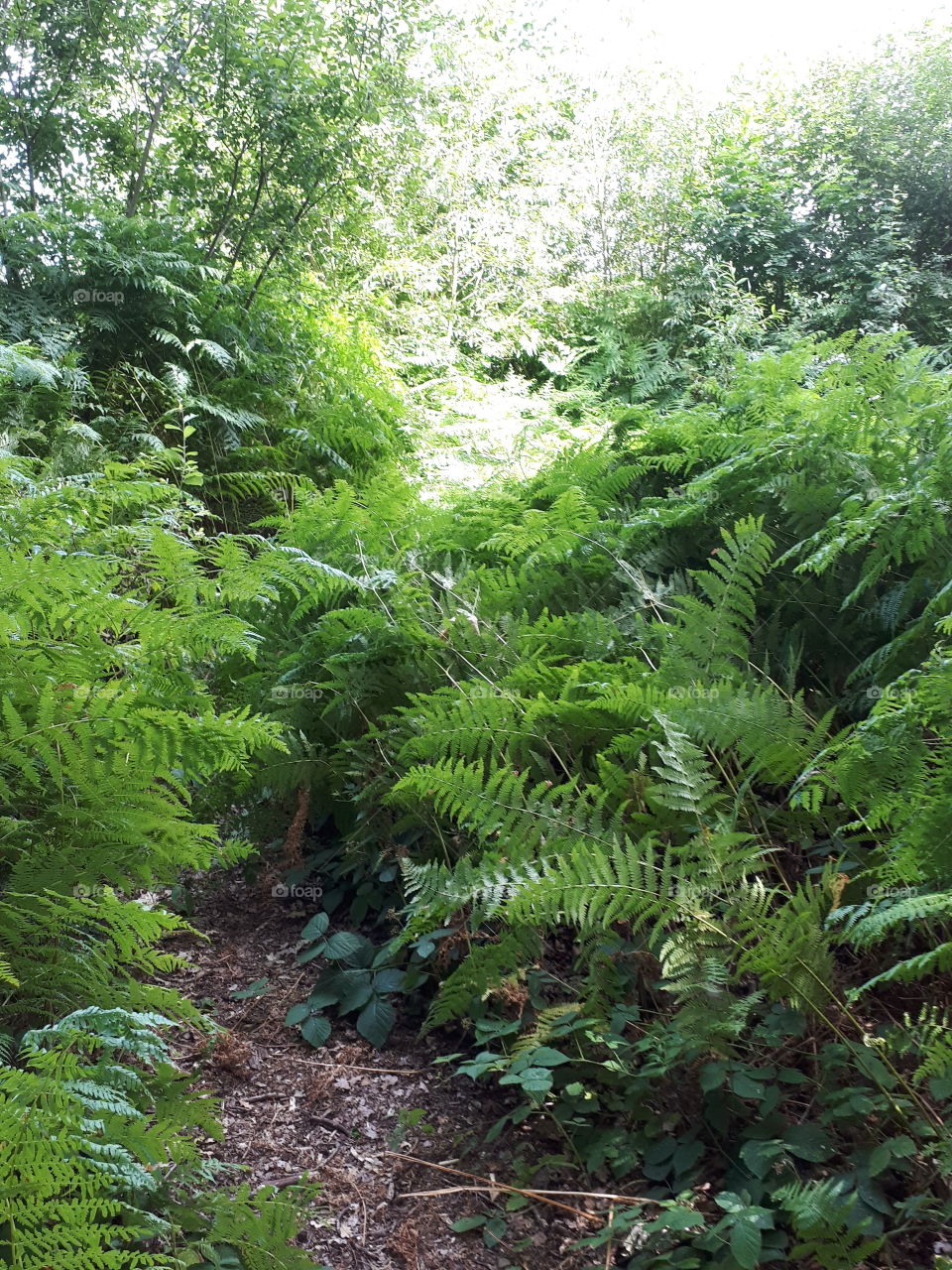 Woodland Ferns