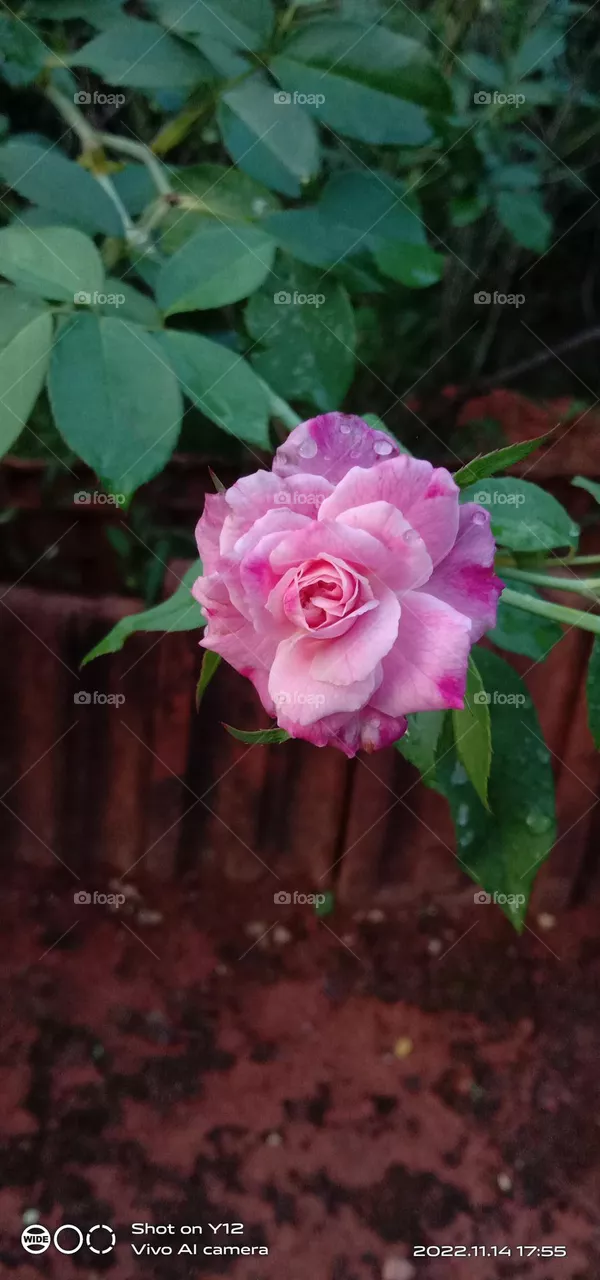 a beautiful Chinese rose 🌹