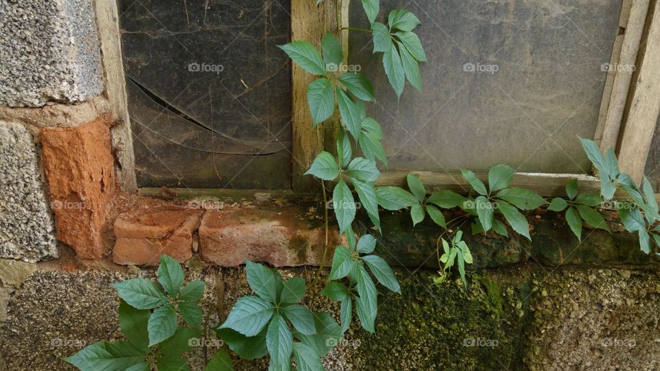 Wilder Wein am Fenster