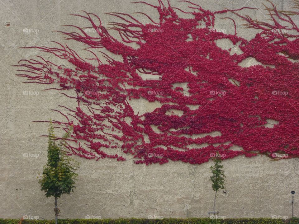 Red ivy in the autumnal gardens of Belvedere palace in Vienna