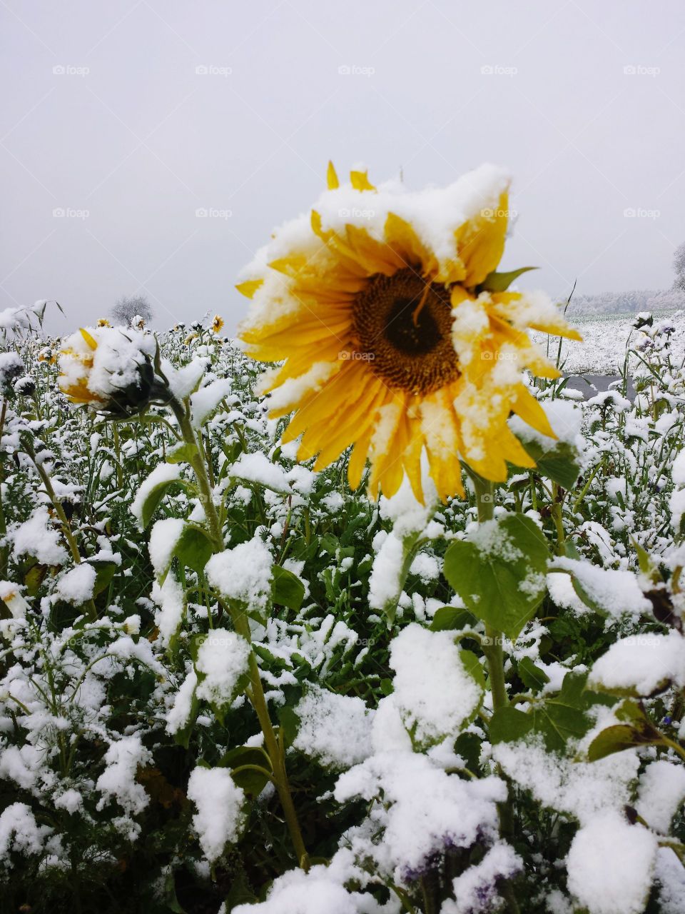 snowflower sitting in the field with snow, cold and without sun....🌻😃
