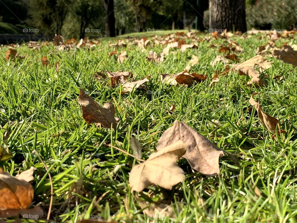 Grass in fall