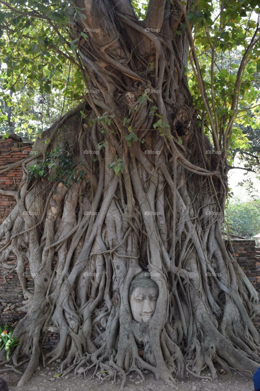 Buddha in a tree. Thailand. 