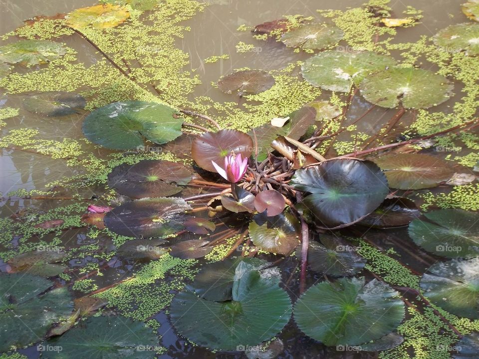 A beautiful flower floating by the river.