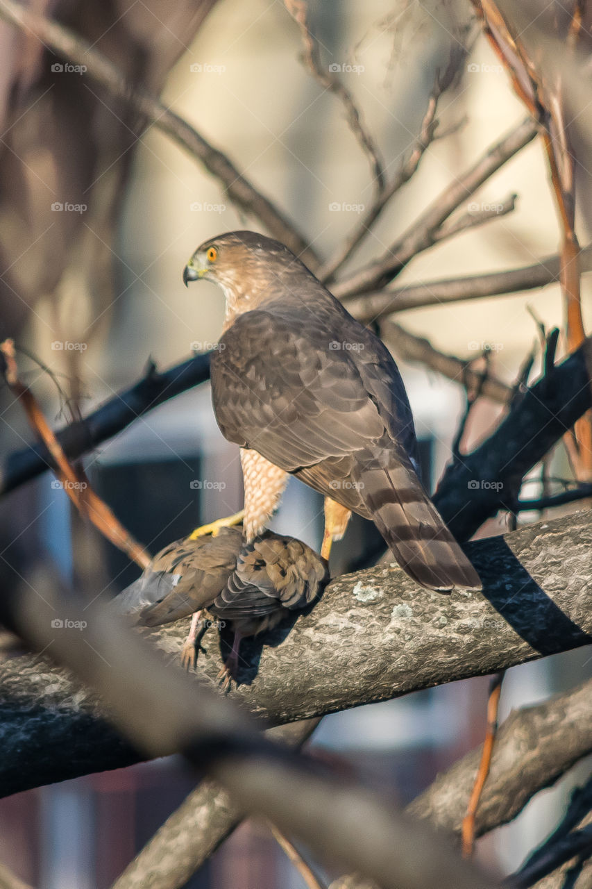 Falcon in backyard eating