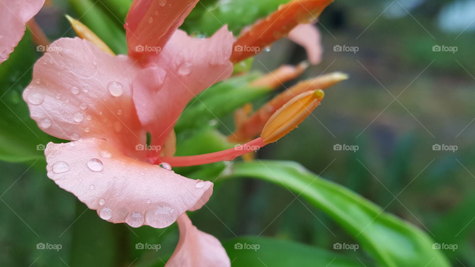 Raindrops on ginger blossom