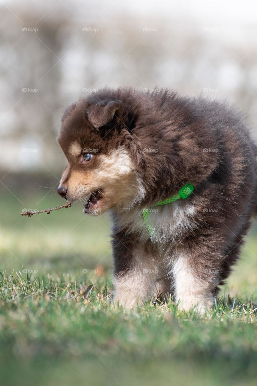 Portrait of a young Finnish Lapphund dog and puppy outdoors 