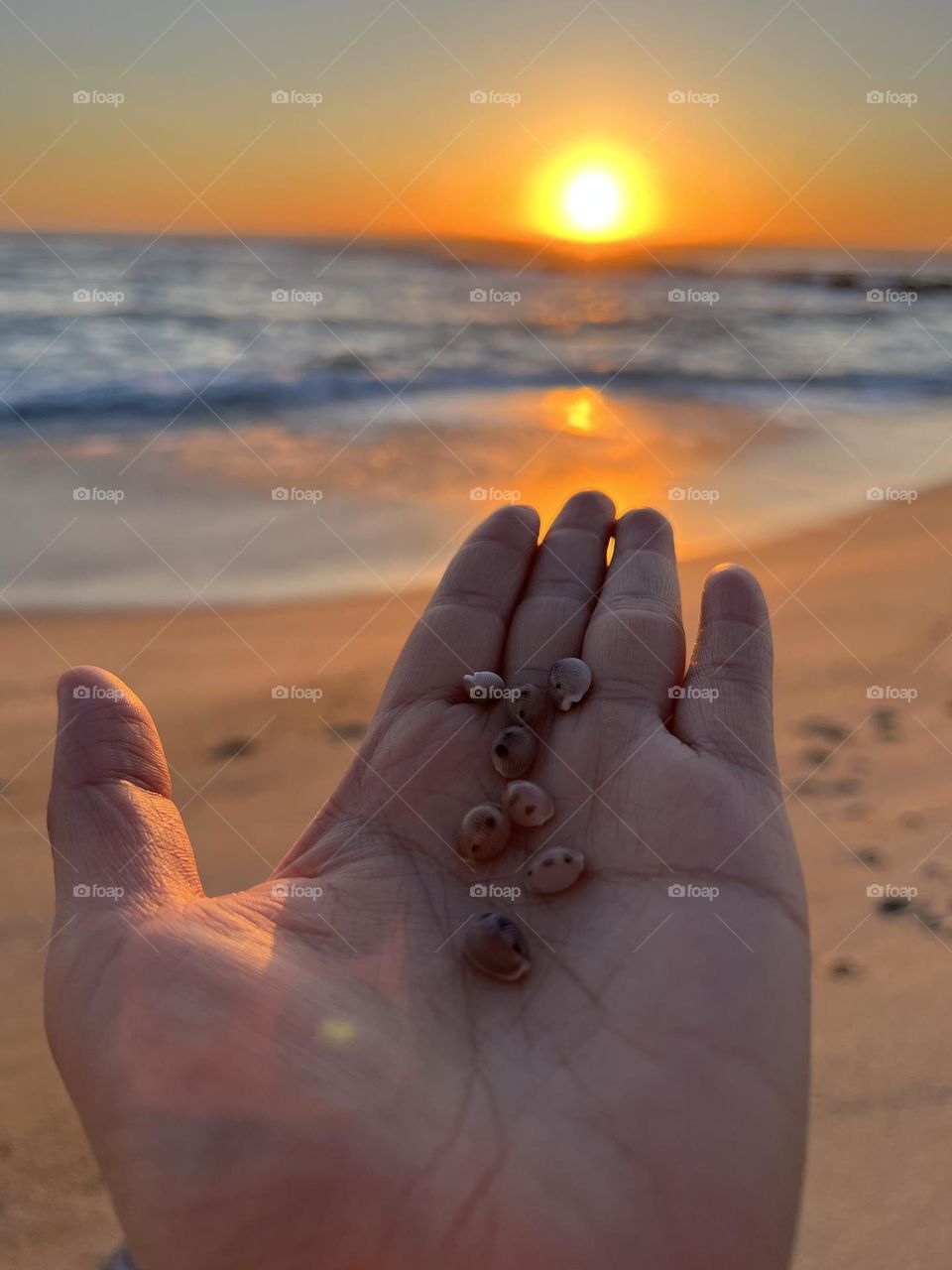 Palm and shells by the ocean