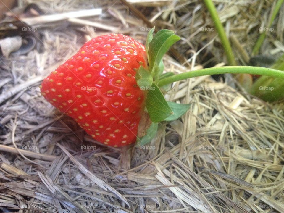 Home Growing Strawberry