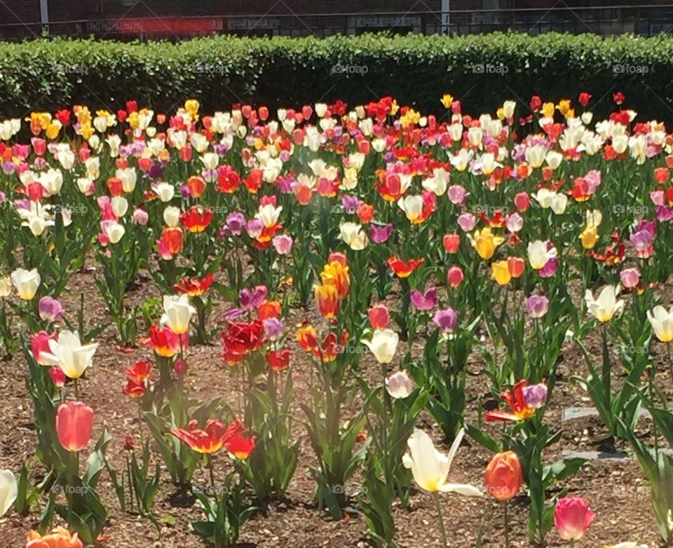 Lotsa tulips 